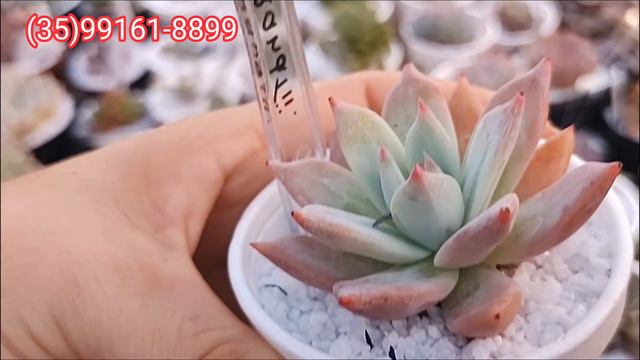 Top 11 suculentas novas incríveis da coleção com seus detalhes e identificação #plantas #suculenta смотреть онлайн