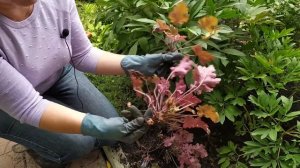Деление и пересадка гейхеры, основные моменты ухода ? Мастер класс / Садовый гид