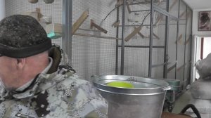 Канареечник 1 и 2 сорт