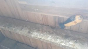 Что такое масть у голубей / какими бывают масти