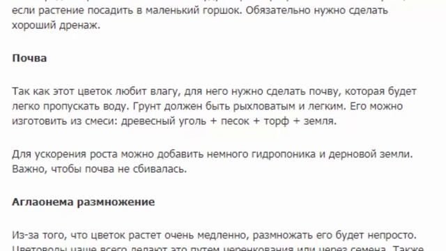Аглаонема Costatum