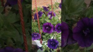 петуния литлтуния