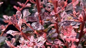 Барбарис Арлекин