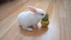 КРОЛИК БАФФИ ИСПОРТИЛ ИГРУШКУ РЕБЕНКУ