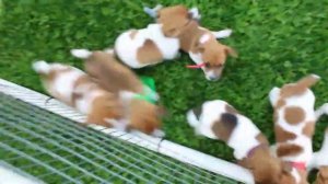 Jack Russell Terrier Puppies For Sale