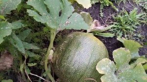 Как ПЛОДОНОСИТ Тыква "КУСТОВАЯ ОРАНЖЕВАЯ"  5 августа 2019г.