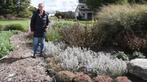 Calamintha nepeta ssp. nepeta | Walters Gardens