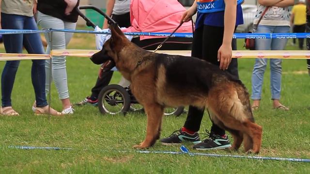 ПК Казань-2018. Суки юниоры. 2 ОХ ЮСС АНТЕНОР ХОФ АРИАНА ГРАНДЕ смотреть онлайн