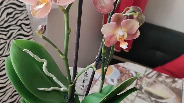 Моя новиночка Монако?#орхидеи#цветоводство#цветы#флоревиль