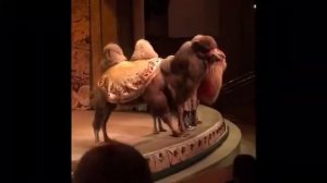 Театр зверей им. Дурова. Москва. Новогоднее представление 2019г