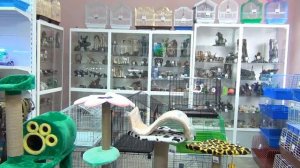 ЗООСАЛОН ТРИТОН  Зоомагазин в Абакане Зоотовары в Абакане  Товары для животных  Магазины Абакана