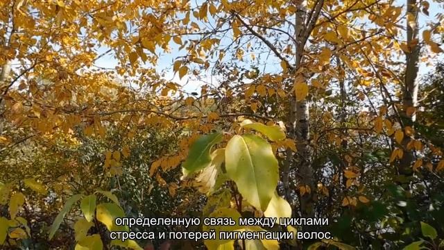 Ученые поняли, как вернуть цвет седым волосам смотреть онлайн