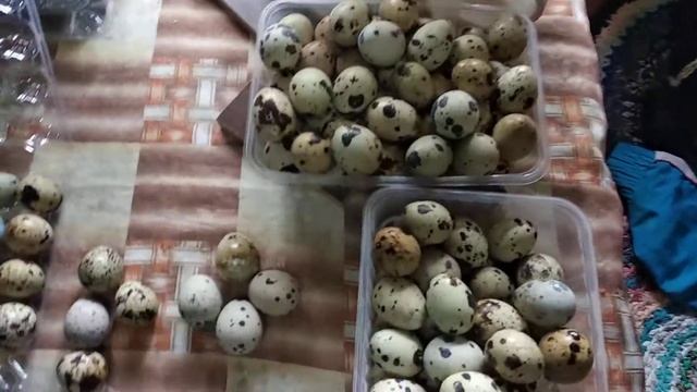 Новый старт инкубации // японский перепел // ездил на ферму купил яйцо // смотреть онлайн