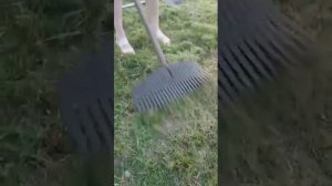 Грабли для скошенной травы и листьев пластиковые 100 грн.0950668261вайбер