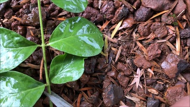 Growing JASMINE (cuttings)= Pikake = Jasminum Sambac смотреть онлайн