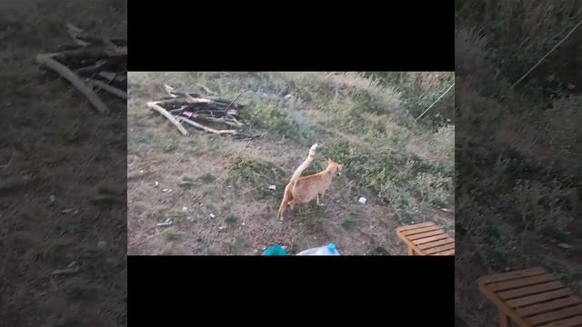 Подкормили кошку свежей рыбкой #кошка #рыжая #рыжийкот #животные смотреть онлайн