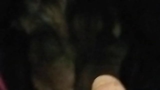 Как приучить собаку к кошке, мой Новый стих смотреть онлайн