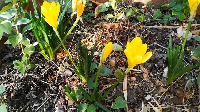 Крокусы осенние цветут. смотреть онлайн