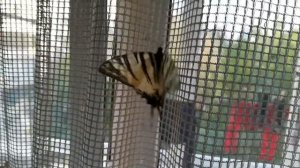 Бабочка махаон /Butterfly Papilio machaon