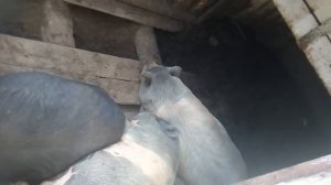 ХРАП СВИНЬИ