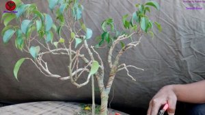 Ficus Benjamina Bonsai Tree Repotting & Hard Pruning Video// Samaresh Bonsai // 2021//