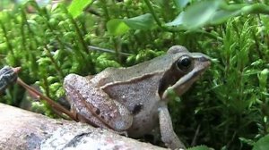 Травяная лягушка (лат. Rana temporaria)-The Common Frog.