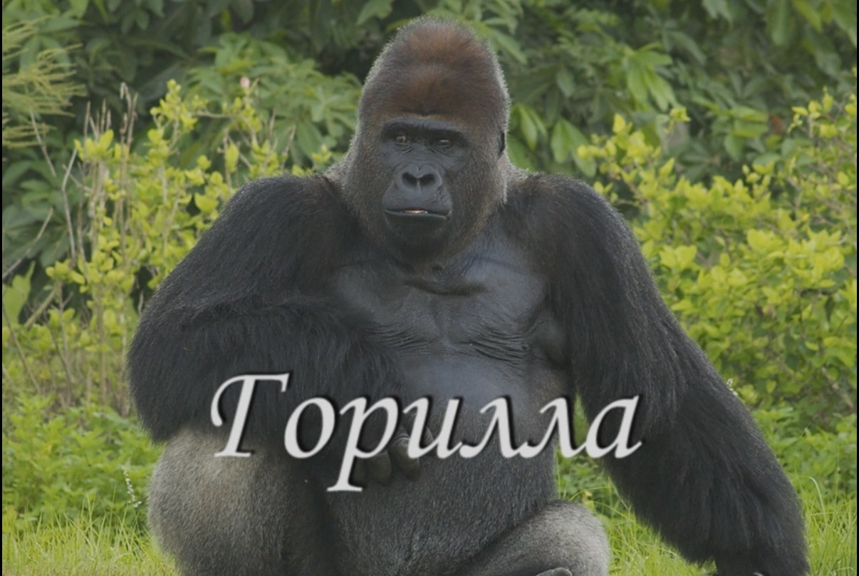 Горилла
