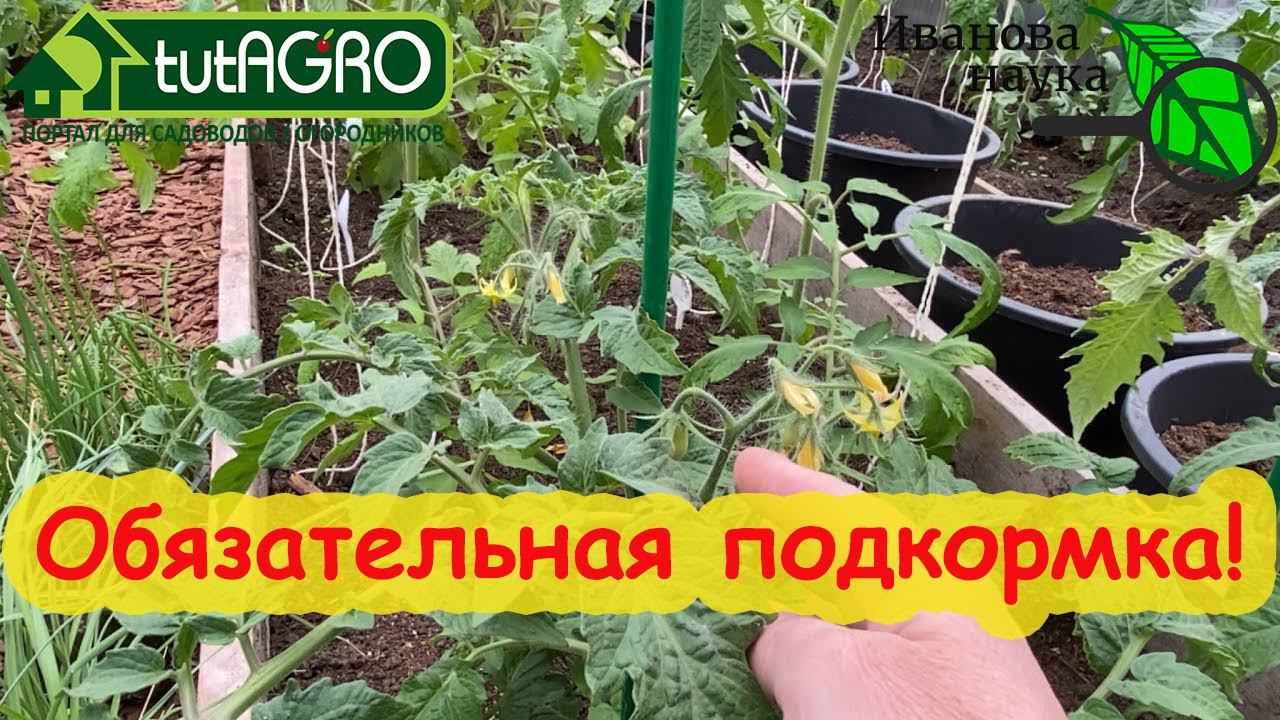 УРОЖАЙНЫЙ ОГОРОД и САД! СДЕЛАЙТЕ подкормку, если пользуетесь золой, доломиткой, мелом или селитрой.