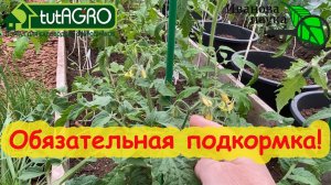 УРОЖАЙНЫЙ ОГОРОД и САД! СДЕЛАЙТЕ подкормку, если пользуетесь золой, доломиткой, мелом или селитрой.
