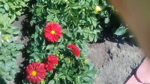 Георгины#Веселые ребята#