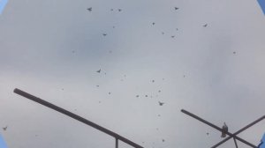 Полет Краснодарских бойных голубей (Артамонов) + Совместный полет Артамонов и Николаевских
