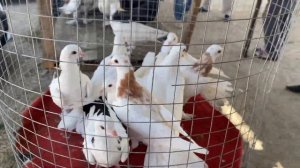 Выставка-ярмарка  голубей в Дагестане п.Манас. #Голуби #Махачкала #Дагестан #pigeons #ГолубиДагеста
