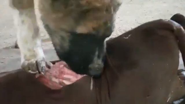 Тобет. Щенка готовят на волка. Волкодав САО смотреть онлайн