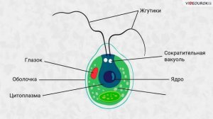 16  Зелёные водоросли, их многообразие, строение, среда обитания