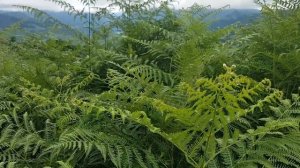 Рача. Грузия 2022 год. Восхитительная красота природы.