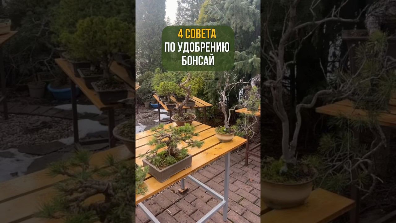 4 СОВЕТА  по удобрению бонсай. #бонсай #bonsai #ниваки #сад