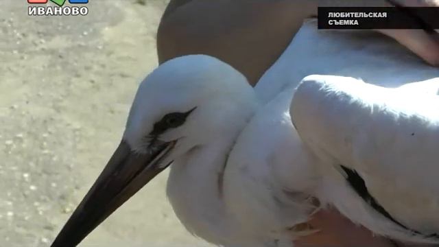 Новый постоялец Ивановского зоопарка смотреть онлайн