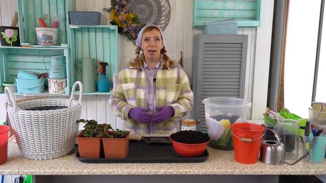 Наводим порядок на земляничных грядках смотреть онлайн