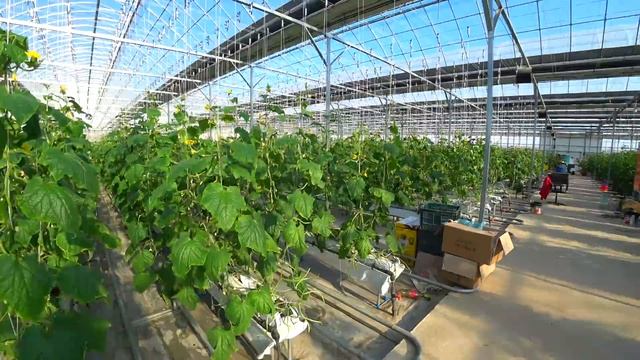 Узбекистан.Почему узбекcкие лимоны считаются лучшими в мире??!! смотреть онлайн