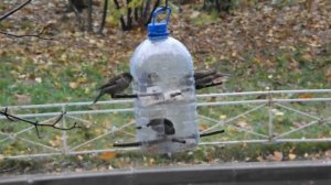 Кормушка. Воробушки и синички. Feeder. Sparrows and titmouse.