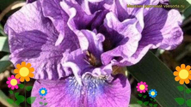 Ирис сибирский Пучок Радости. Краткий обзор, описание характеристик iris sibirica Bundle Of Joy смотреть онлайн