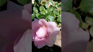 🐝🦋LA ROSE DU PETIT Prince🐞🕸️