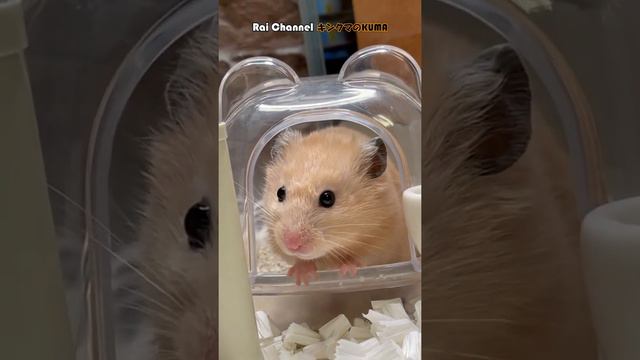お喋りハムスター【日常行動観察】キンクマハムスター