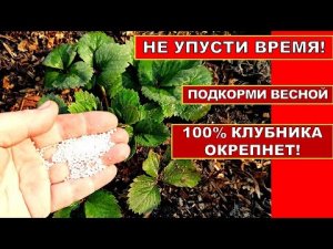 КЛУБНИКИ БУДЕТ МОРЕ! ВЕСЕННЯЯ ПОДКОРМКА КЛУБНИКИ И ПЕРВЫЙ УХОД ВЕСНОЙ. ПОСЛЕ ЗИМЫ!