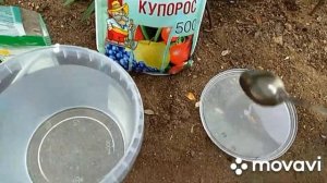 Хлороз растений. Как лечить железный хлороз.