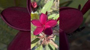 Плюмерия или Франжипани (Plumeria)