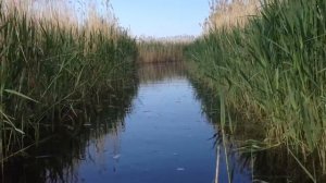 Рыбалка на хорошего крупного карася на озере Салтаим 30-31.05.2015 Saltaim Omsk Region Reed