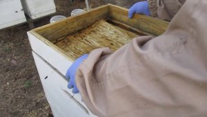 Двух маточная система. Осмотр семей после объединения.