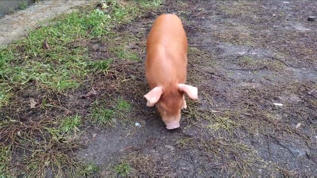 для отстающих в росте поросят смотреть онлайн