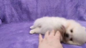 шпиц померанский купить продажа цена москва питомник